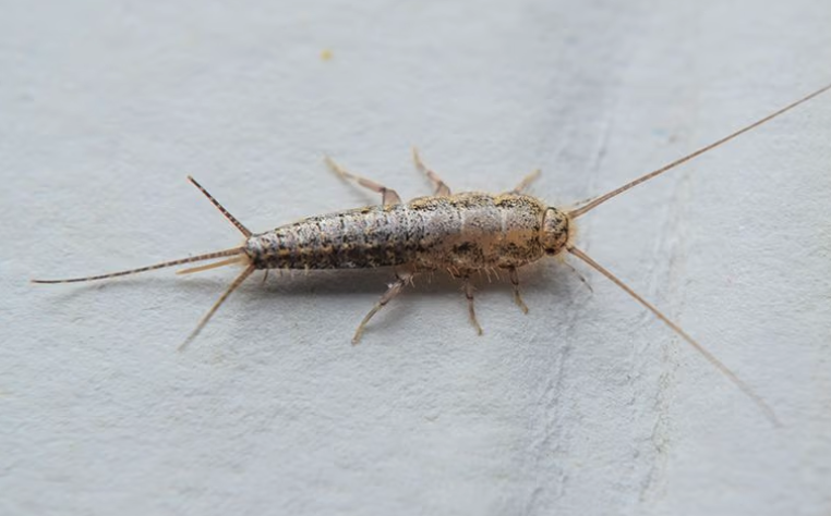 why-do-i-have-silverfish-in-my-orange-county-home-pacific-shore-pest